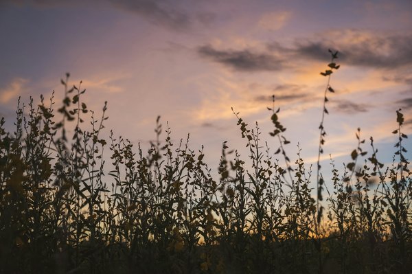 10 astuces incontournables pour réussir son achat de chanvre